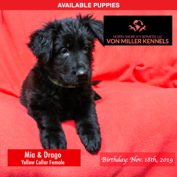 Von-Miller-Kennels_Puppies-German-Shepherds-11-18-2019-litter-Yellow-Female-4